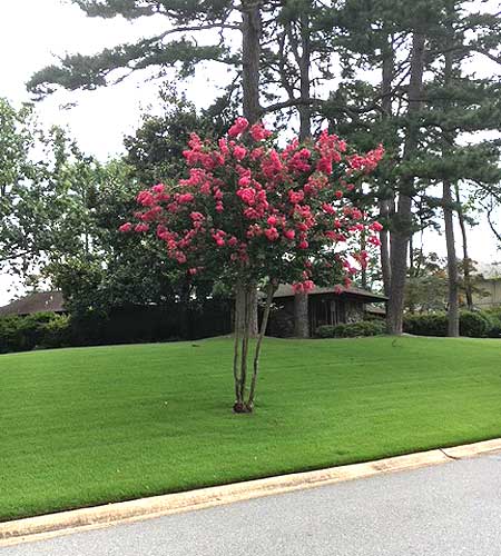 Zoysiagrass installed on a property along with tree with pink flowers